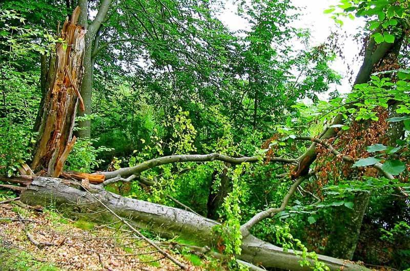 Ferienwohnung Uslugi Turystyczne Ekotur - Kraniec Swiata Golubie Exterior foto